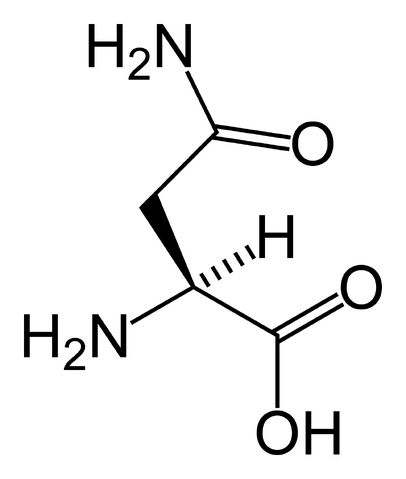 File:L-asparagine-skeletal.png