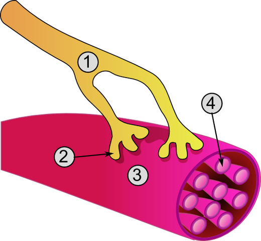 File:Synapse diag3.png