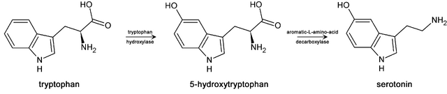 File:Trp-5ht-pathway.png
