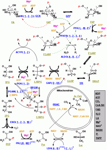 File:Glycolysis.png