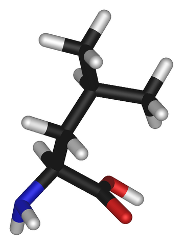 File:L-leucine-3D-sticks.png