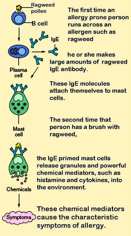 File:Mast cells.jpg