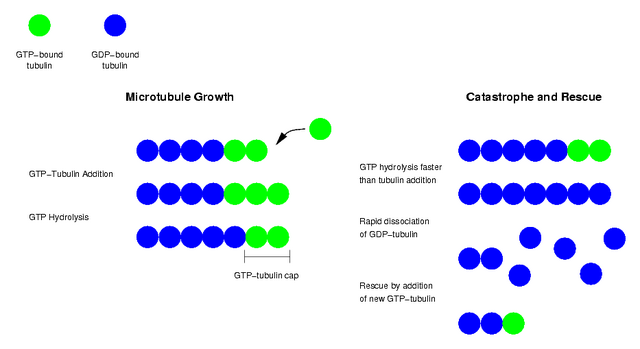 File:Tubulin.png