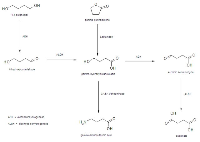 File:GHB metab path.png