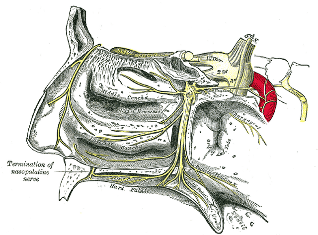 File:Gray780.png