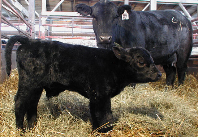File:Blackangus.jpg