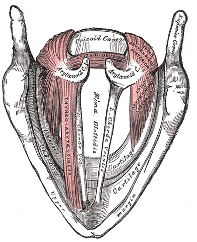 File:Gray960.png