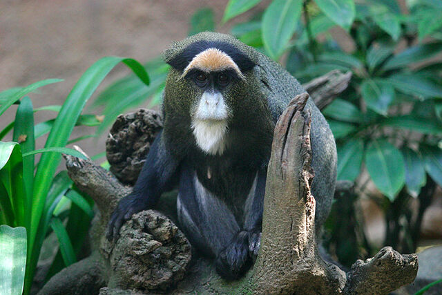 File:Lightmatter guenon.jpg