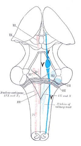 File:Gray696 Trigeminal.png