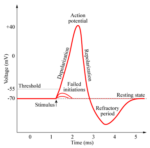 File:Action-potential.png