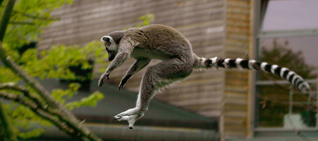 File:Katta (Lemur catta) jumping.jpg