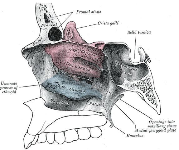 File:Gray153.png