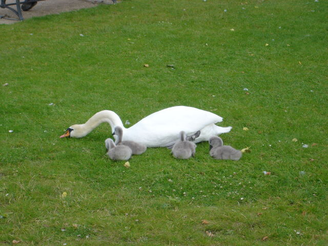 File:Swans.jpg