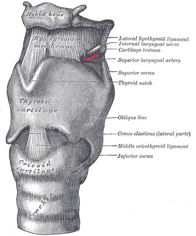 File:Gray951.png
