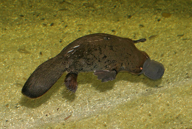 File:Platypus.jpg