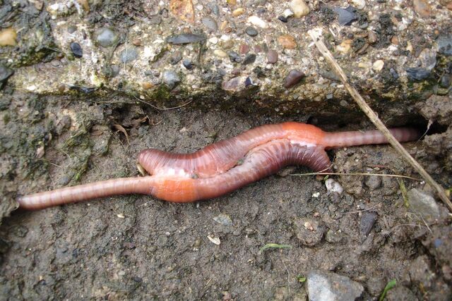 File:Mating earthworms.jpg