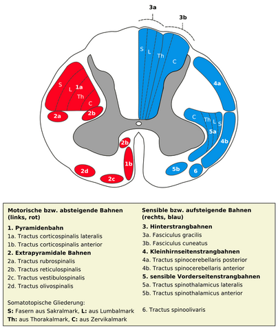 File:Medulla spinalis - Querschnitt - Nervenbahnen - German.png