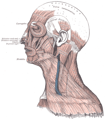 File:Gray378.png