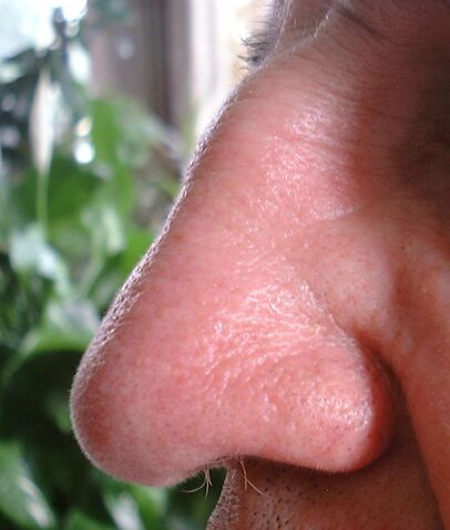 File:Neus1.jpg