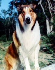 Lassie.jpg