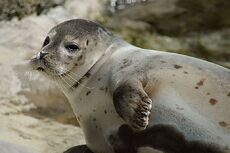 Harbor Seal