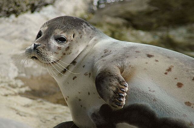 File:Harbor Seal.jpg
