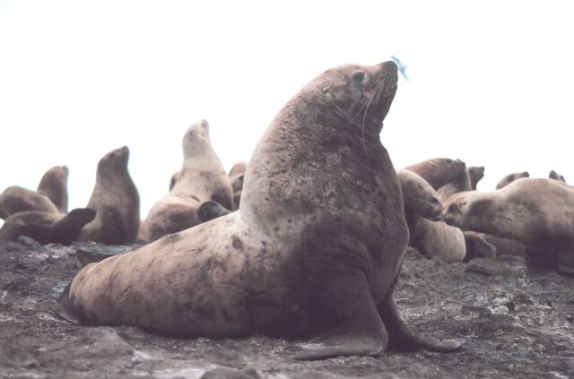 File:Steller sea lion bull-1-.jpg