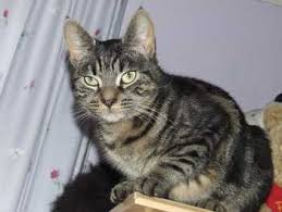 Skippy the grey taby
