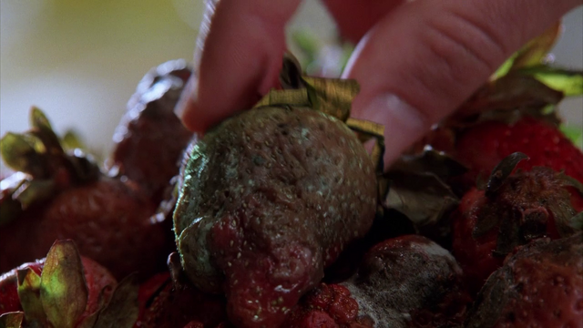 File:Pie-lette 77.png
