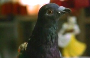 File:104pigeon.jpg