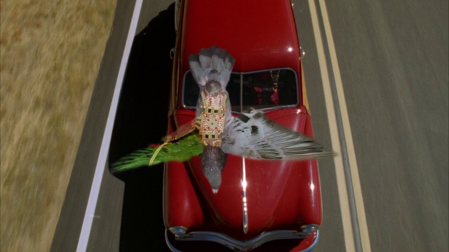File:Pigeon 360.png