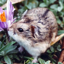 File:Campbells hamster.jpg