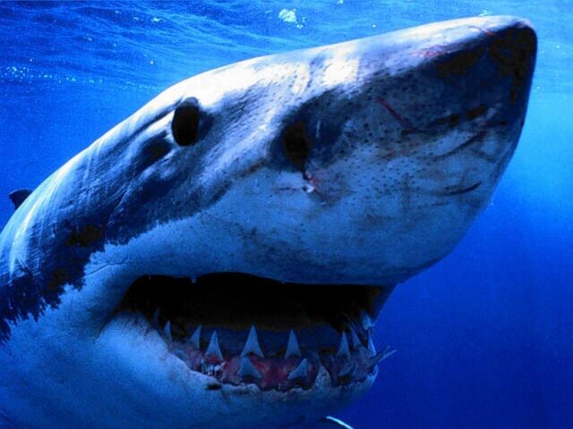File:Amazing shark pictures.jpg