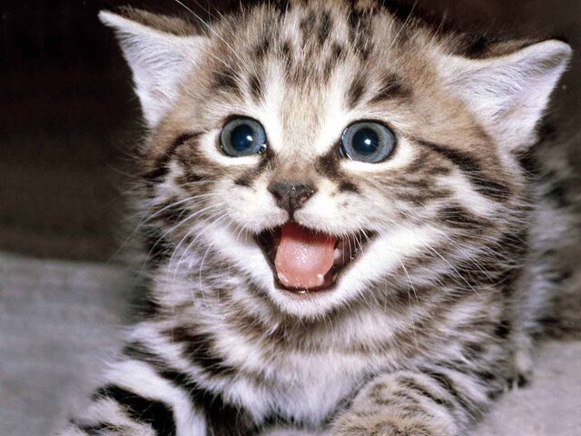 File:Happy-kitten-kittens-5890512-1600-1200.jpg