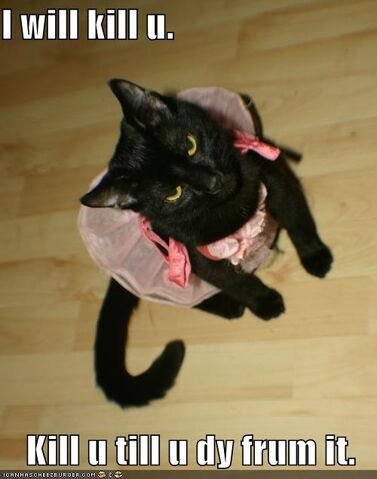 File:Killacat.jpg