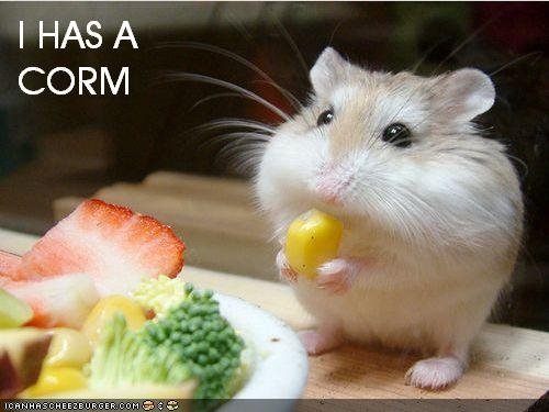 File:Corm.jpg