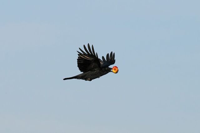 File:Crow apple.jpg