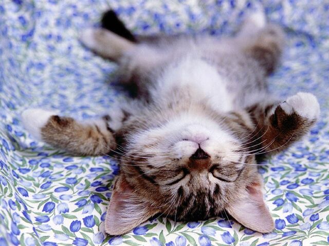 File:IH Cat.jpg