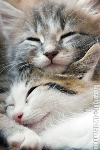 File:Sleeping kittens.jpg