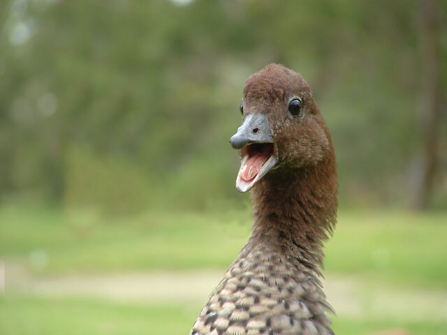 File:Tab duck 3.jpg