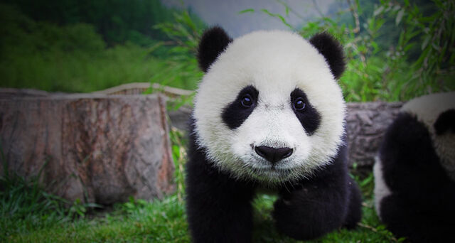 File:Mgrinshpon panda cutiepies.jpg