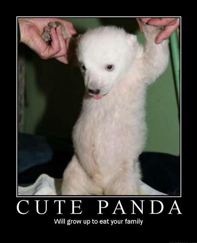 File:Cute panda lol.jpg