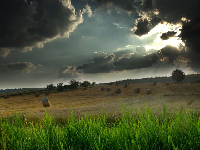 File:Nature 0036.jpg