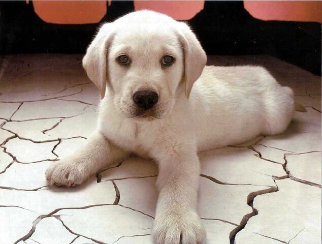 File:Dog.jpg