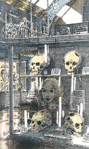 Teschi trapanati al museo