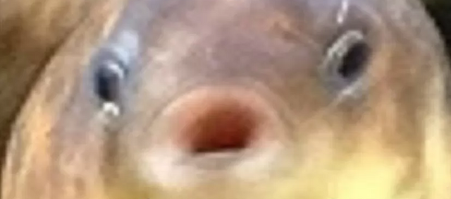 File:Qqqqqqqqqqqqqq.png