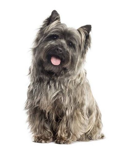 File:Toto.jpg