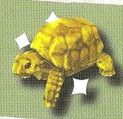 DagolTortoise