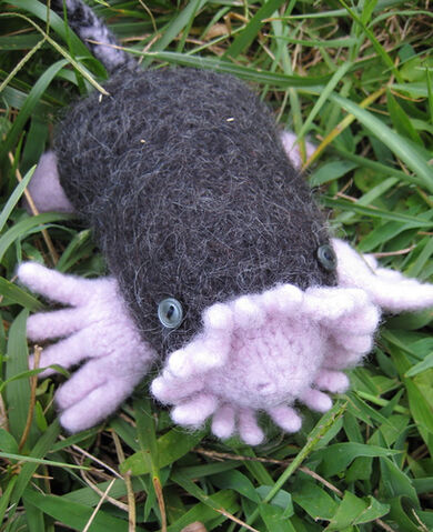 File:Star-nosed mole.jpg