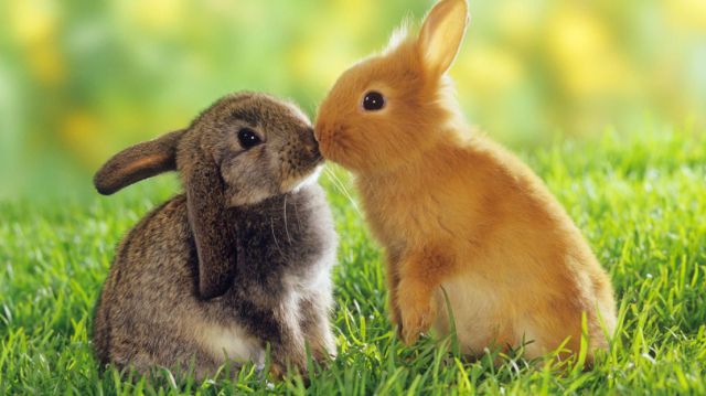 File:Bunny.jpg